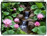 Kwiaty, Różowe, Lotosy, Kaskada, Kamienie, Liście