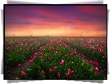 Holandia, Keukenhof, Pole, Tulipany, Wiatraki, Zachód słońca