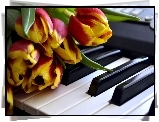 Żółto, Czerwone, Tulipany, Klawisze, Pianino
