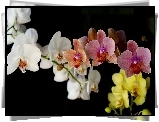 Kolorowa, Orchidea