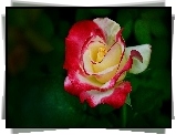 Kolorowa, Róża