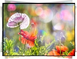 Kolorowe, Maki, Bokeh, Rozmycie