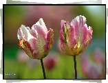 Dwa, Kolorowe, Tulipany