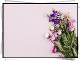 Eustoma, Kolorowe, Kwiaty