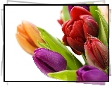 Kolorowe, Tulipany, Krople, Wody