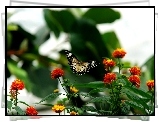 Motyl, Kolorowe, Kwiatki