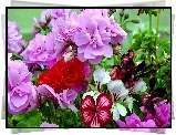 Kolorowe, Kwiaty, Pelargonia