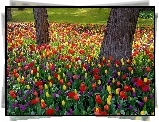 Park, Kolorowe, Tulipany
