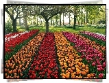 Park, Kolorowe, Tulipany