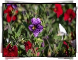 Kwiaty, Kolorowe, Petunie