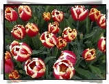 Piękne, Kolorowe, Tulipany