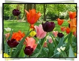 Kolorowe, Tulipany, Trawnik, Drzewa