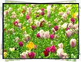 Kolorowe, Tulipany