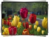 Kolorowe, Tulipany