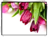 Kolorowe, Tulipany