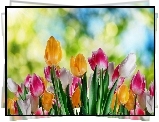Kolorowe, Tulipany