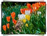 Kolorowe, Tulipany
