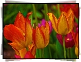 Kolorowe, Tulipany