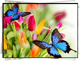 Kwiaty, Kolorowe, Tulipany, Motyle, 2D