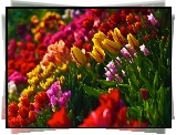 Kolorowe, Tulipany