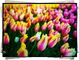 Kolorowe, Tulipany