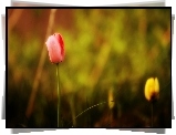 Kolorowe, Tulipany