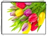 Kolorowe, Tulipany