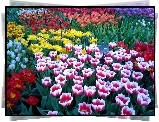 Kolorowe, Tulipany