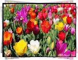 Kolorowe, Tulipany