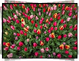 Kolorowe, Tulipany