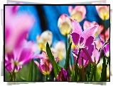 Kolorowe, Tulipany