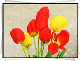 Kolorowe, Tulipany
