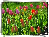 Kolorowe, Tulipany