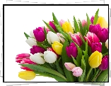 Kolorowe, Tulipany