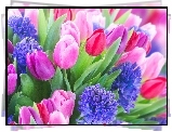 Tulipany, Kolorowe, Hiacynty