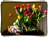 Kolorowe, Tulipany, Wazon, Kotek