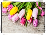 Kolorowe, Tulipany, Różowa, Wstążka, Deski