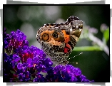 Kolorowy, Motyl, Fioletowe, Kwiaty