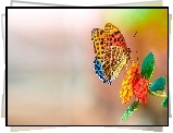 Kolorowy, Motyl, Kwiat, Makro