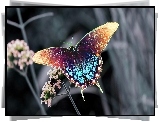 Kolorowy, Motyl
