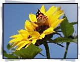 Słonecznik, Kolorowy, Motyl