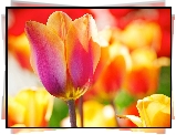 Kolorowy, Tulipan
