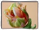 Kolorowy, Tulipan