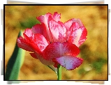 Kolorowy,  Tulipan