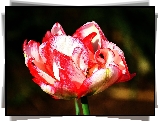 Kolorowy, Tulipan