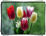 Tulipany, Konwalie, Makro