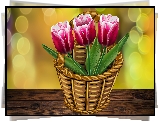 Kosz, Tulipany