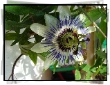 Kremowa, Passiflora