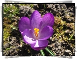 Krokus