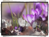 Fioletowy, Krokus, Liście
